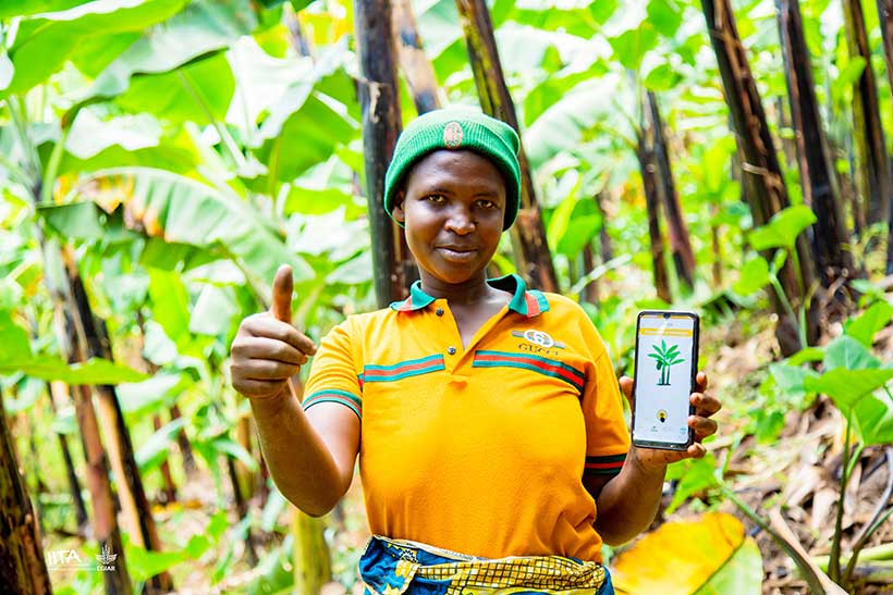 How digital tools help tackle the most ravaging banana disease in Rwanda – IITA Blogs