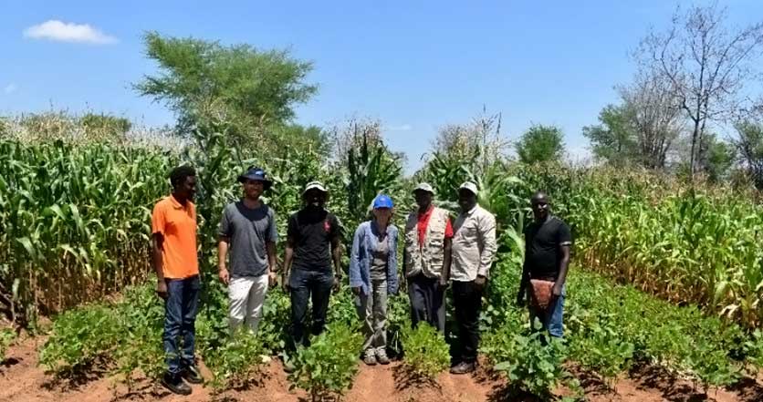 European Union delegation visits on-farm and on-station field experiments in Malawi under the DeSIRA project – IITA Blogs